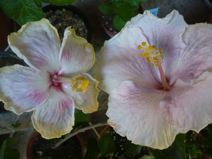 P1380220 - HIBISCUSI 2018-2
