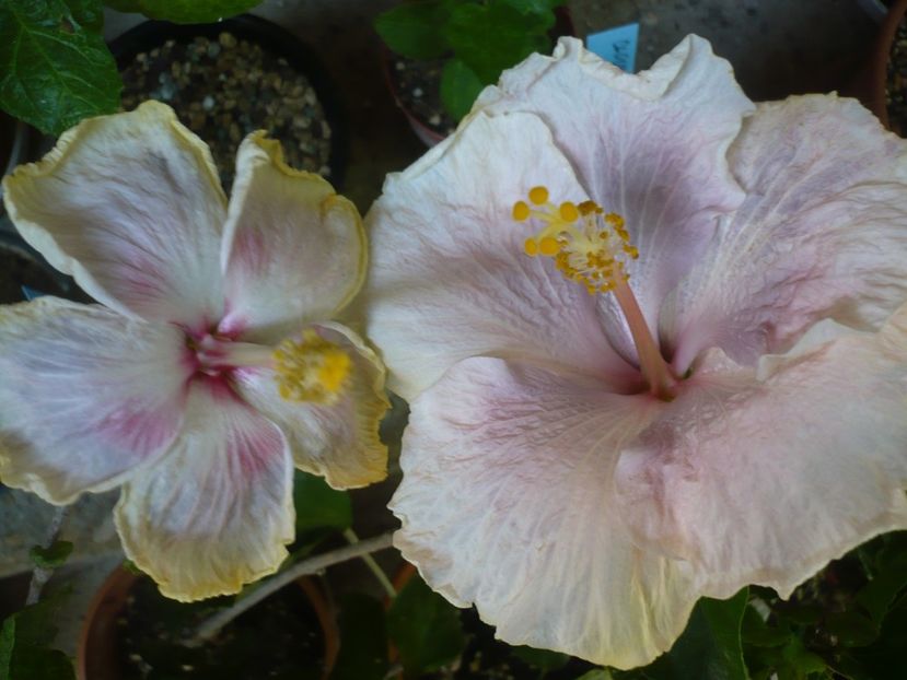 P1380222 - HIBISCUSI 2018-2