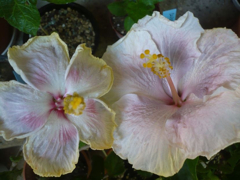 P1380223 - HIBISCUSI 2018-2