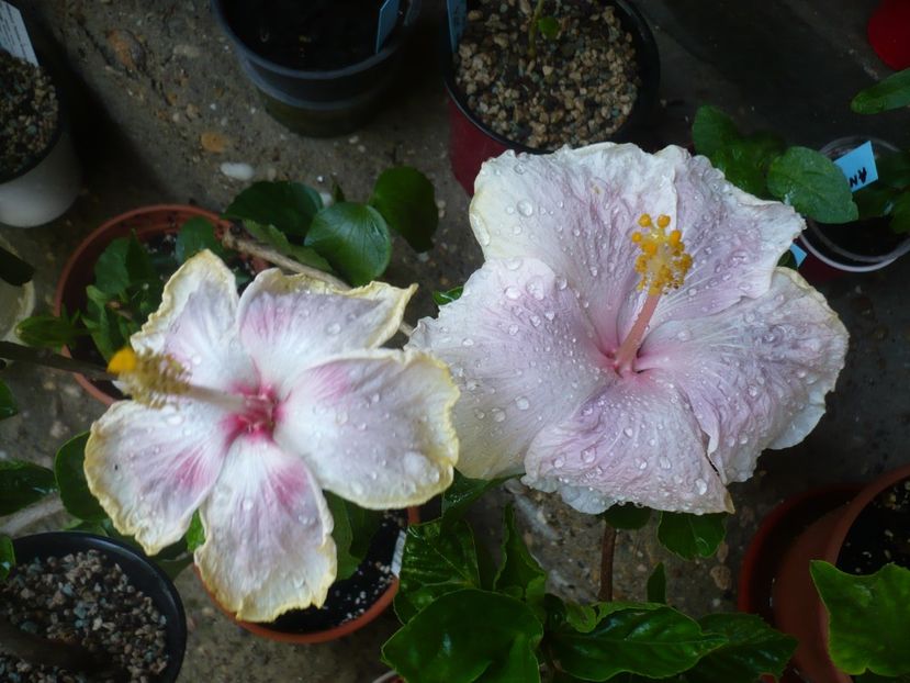 P1380224 - HIBISCUSI 2018-2
