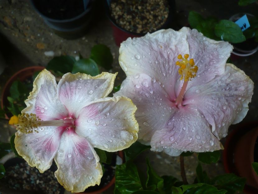 P1380226 - HIBISCUSI 2018-2