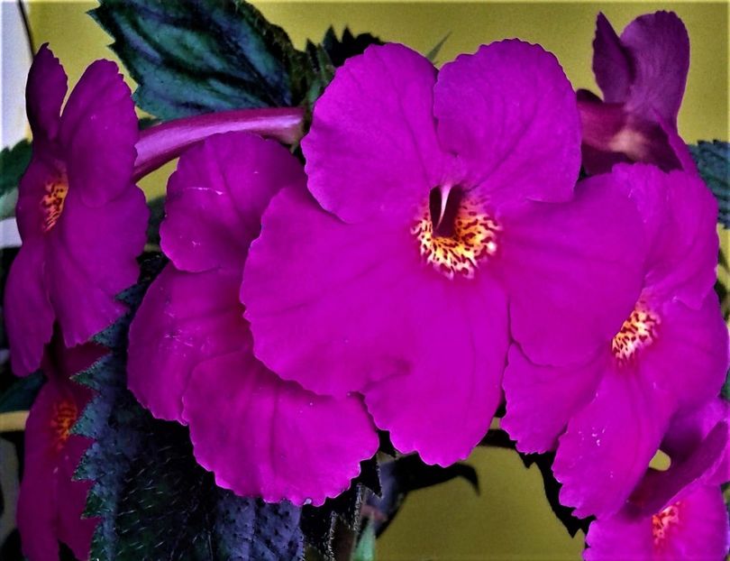 P. - achimenes6666 2018