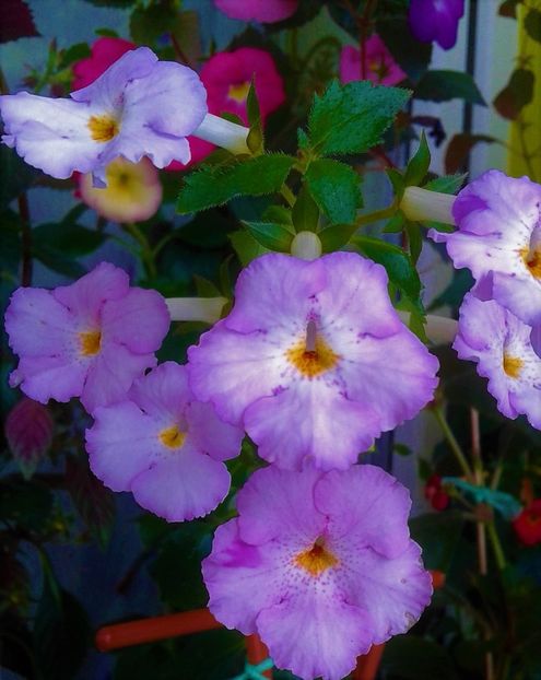 lo - achimenes6666 2018