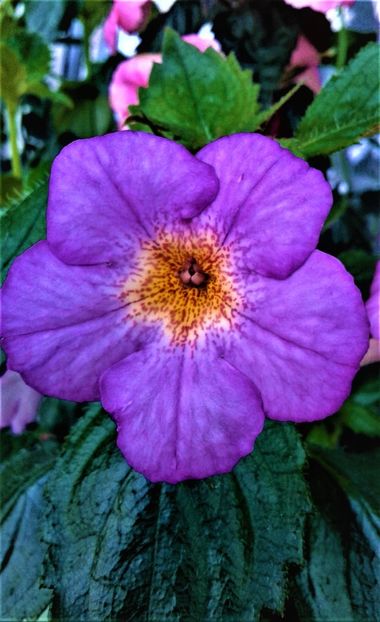  - achimenes6666 2018