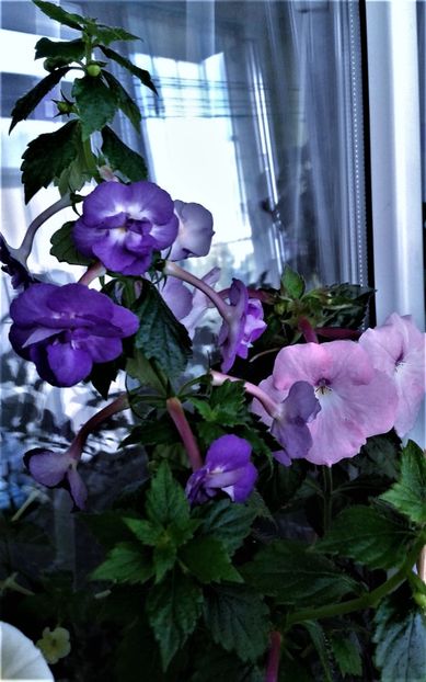  - achimenes6666 2018