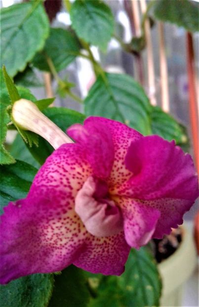  - achimenes6666 2018