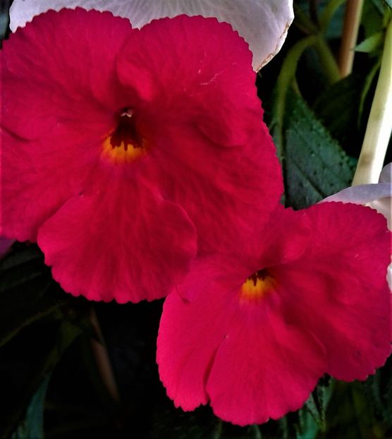 12 op - achimenes6666 2018
