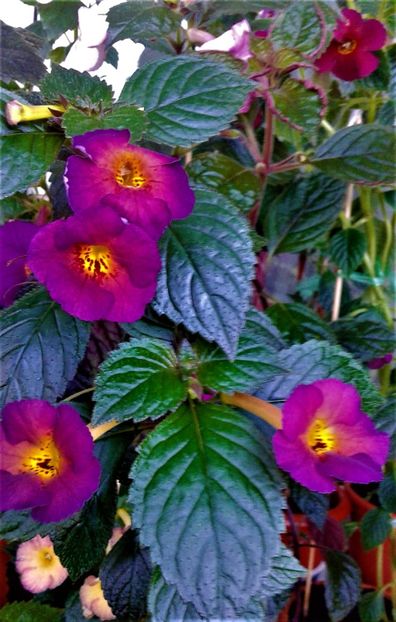  - achimenes6666 2018