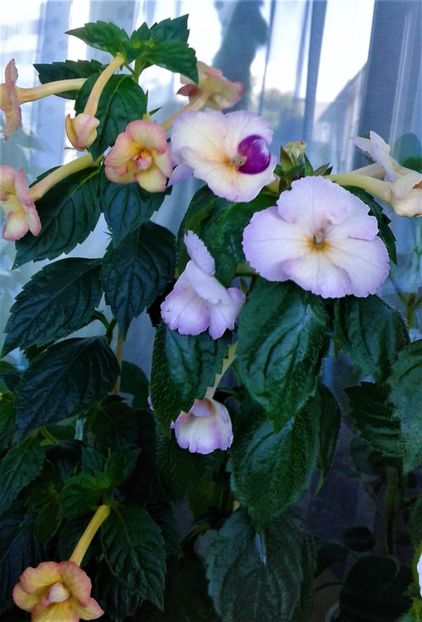  - achimenes6666 2018