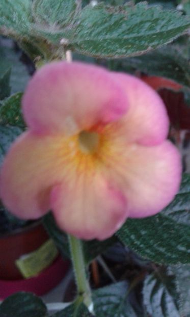  - achimenes6666 2018
