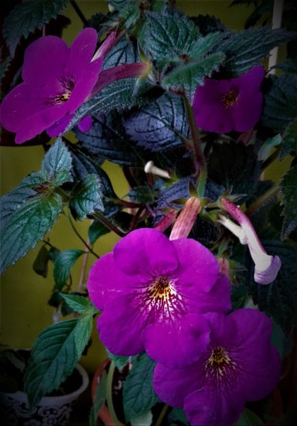  - achimenes6666 2018