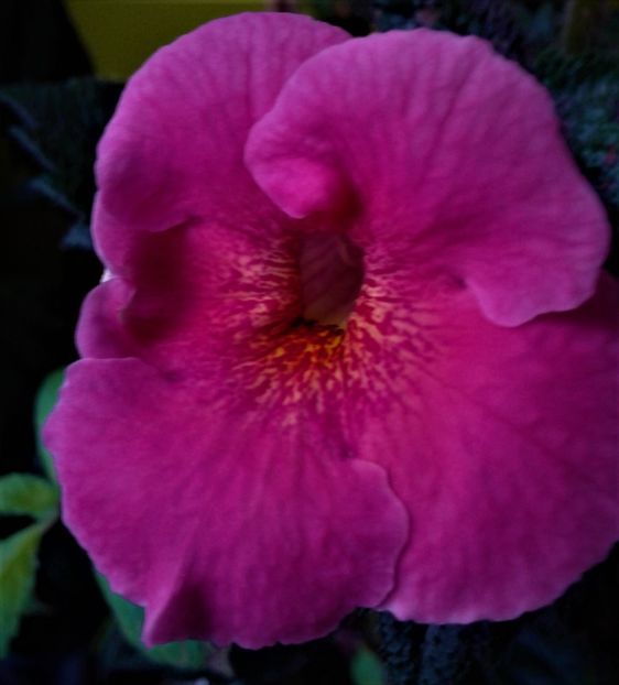  - achimenes6666 2018