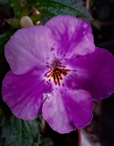  - achimenes6666 2018