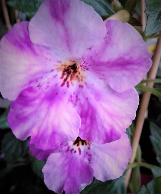  - achimenes6666 2018