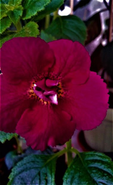 ci - achimenes6666 2018
