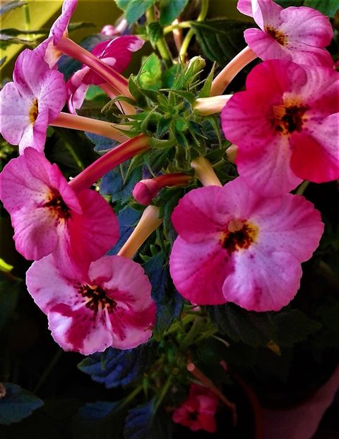 b1 - achimenes6666 2018