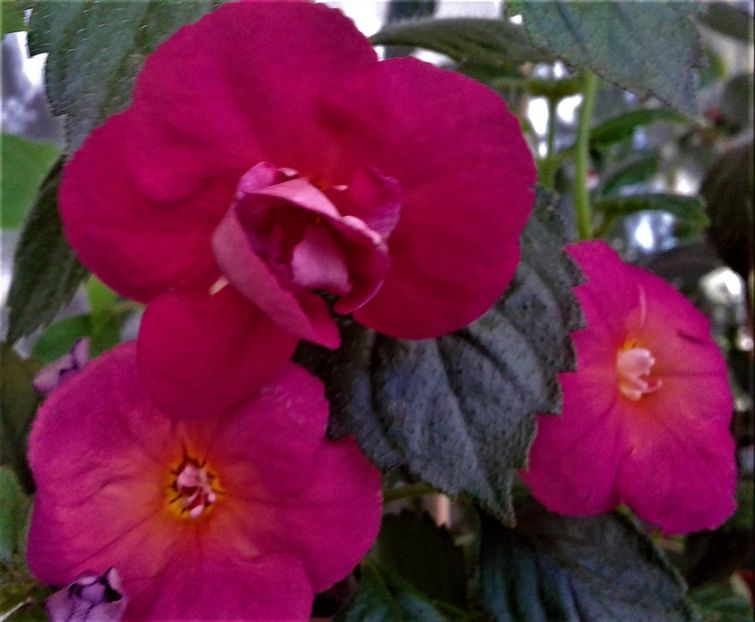 h.t - achimenes6666 2018