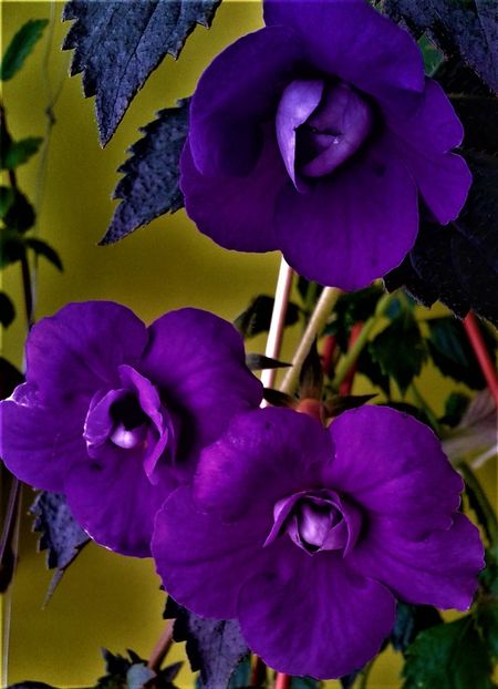 a.e - achimenes6666 2018