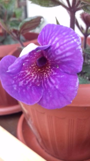 21.06.2018 - Poltergeist-deea01