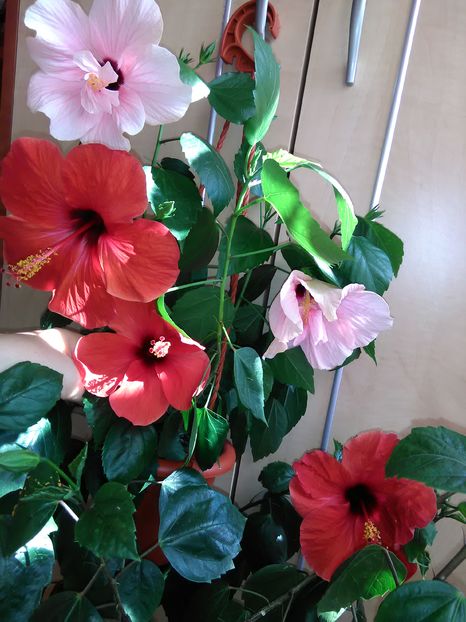  - Hibiscus 2015-2024
