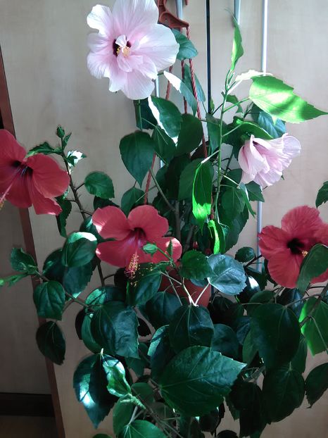  - Hibiscus 2015-2024
