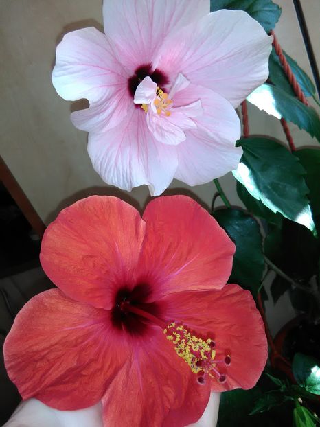  - Hibiscus 2015-2024