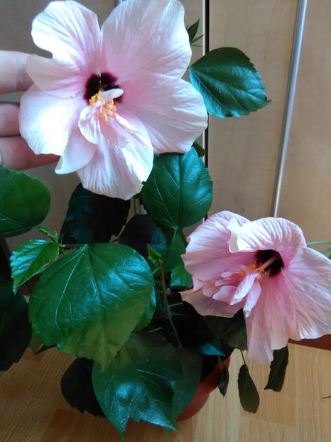  - Hibiscus 2015-2024