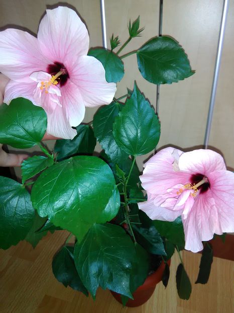  - Hibiscus 2015-2024