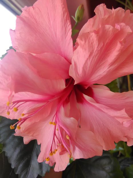  - Hibiscus 2015-2024