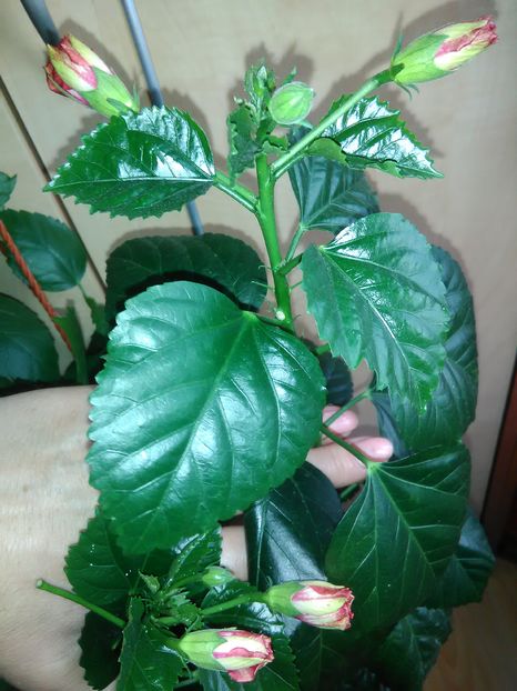  - Hibiscus 2015-2024