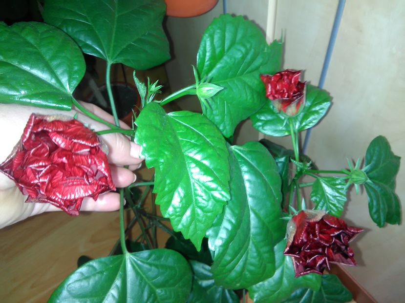 - Hibiscus 2015-2024