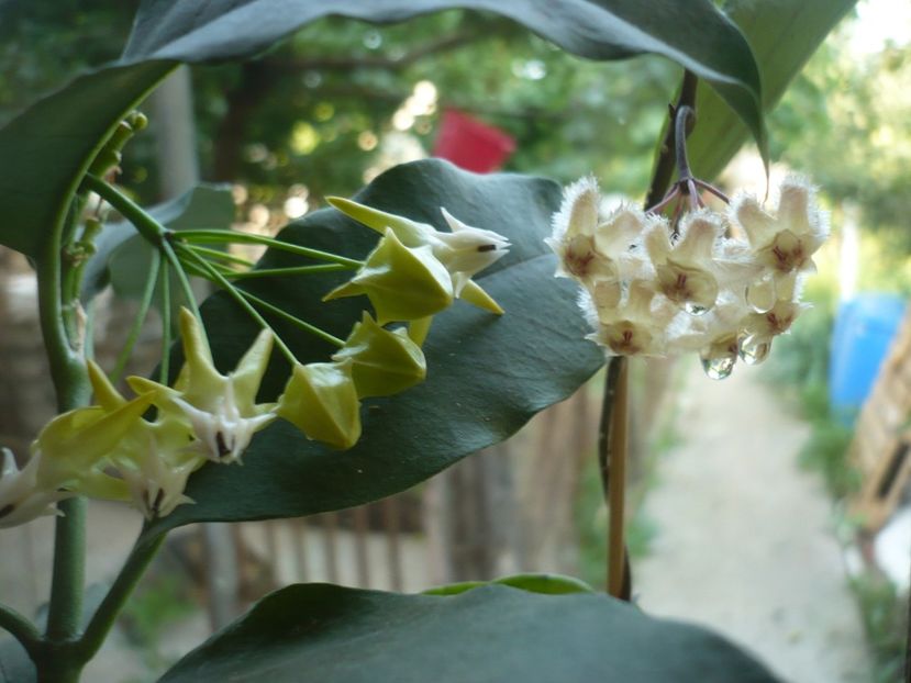 21.06.2018 - HOYA 2018-1