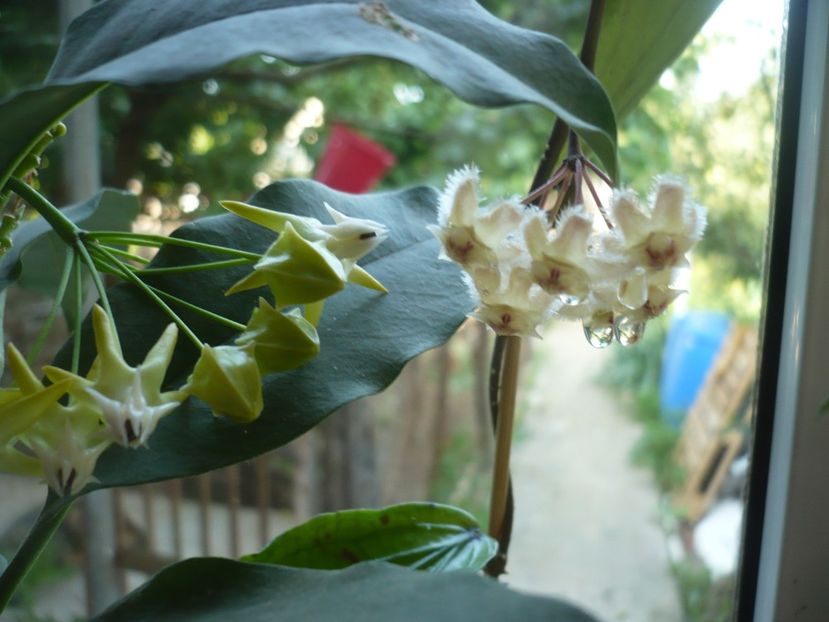 P1380228 - HOYA 2018-1