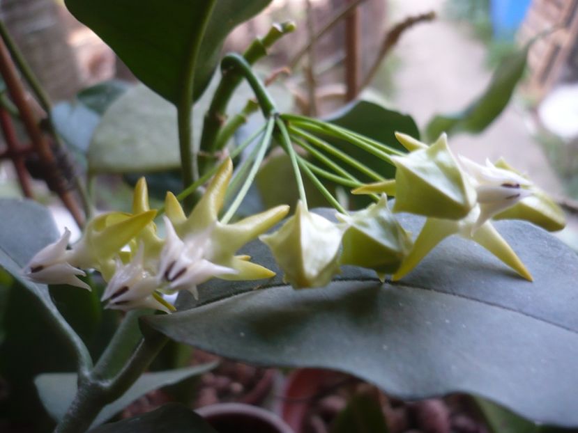 P1380229 - HOYA 2018-1