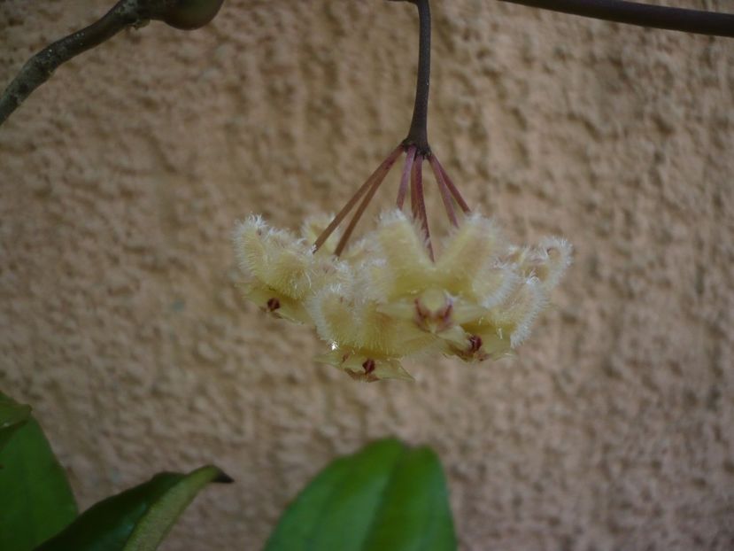 P1380230 - HOYA 2018-1