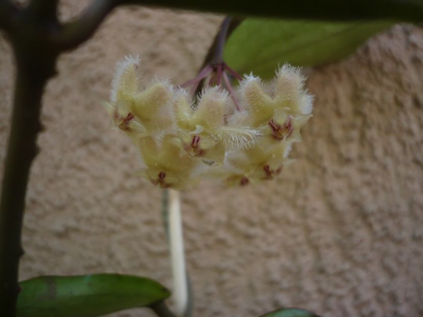 P1380231 - HOYA 2018-1