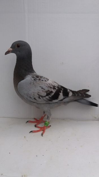 z - De vanzare voiajori pui 2018