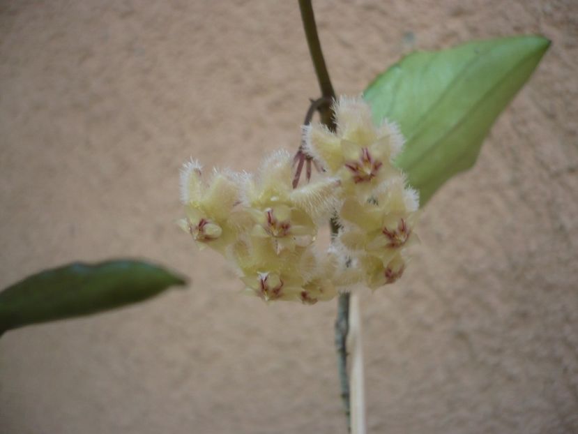 P1380232 - HOYA 2018-1