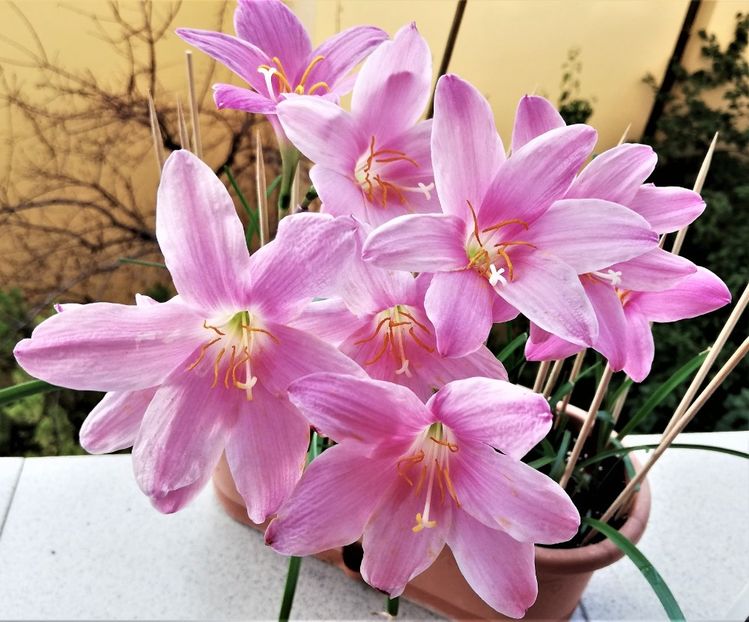  - x Alte plante cu flori