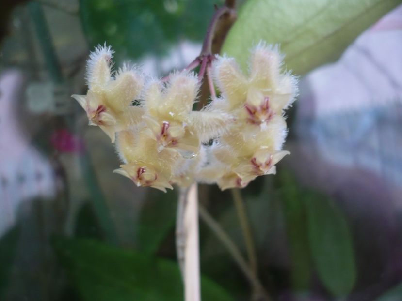 P1380234 - HOYA 2018-1