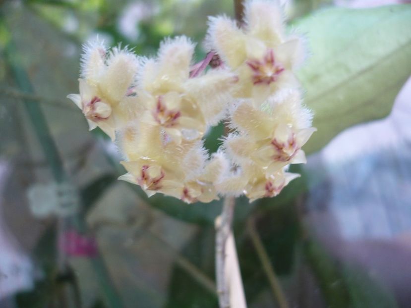 P1380235 - HOYA 2018-1