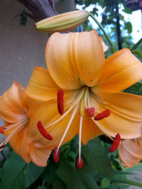  - A FLORI DIN GRADINA MEA