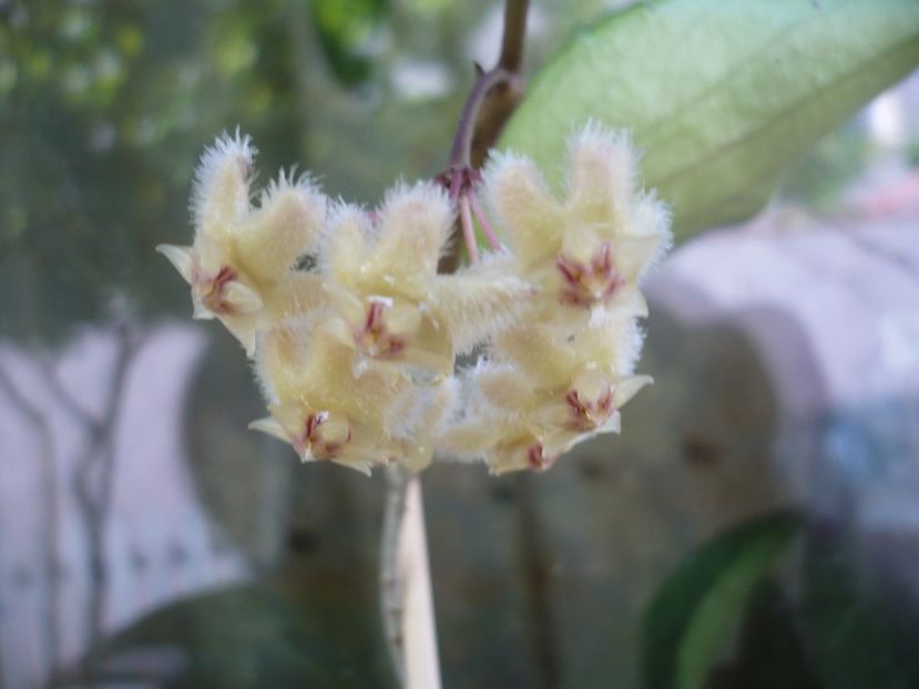 P1380237 - HOYA 2018-1