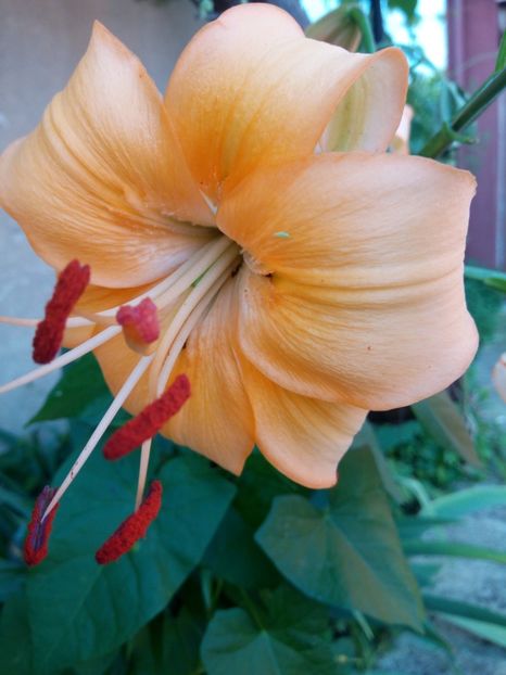  - A FLORI DIN GRADINA MEA