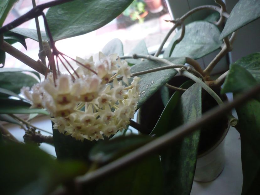 P1380239 - HOYA 2018-1