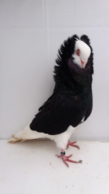 M 2016 - Por capucini