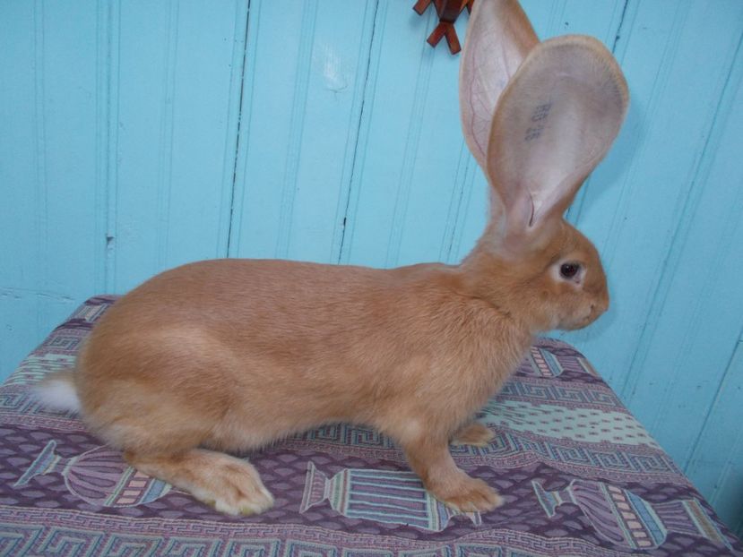 4 luni - NR 5 MASCUL