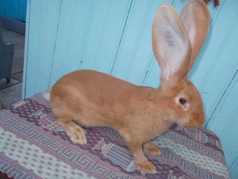 RO25-28274 - NR 5 MASCUL