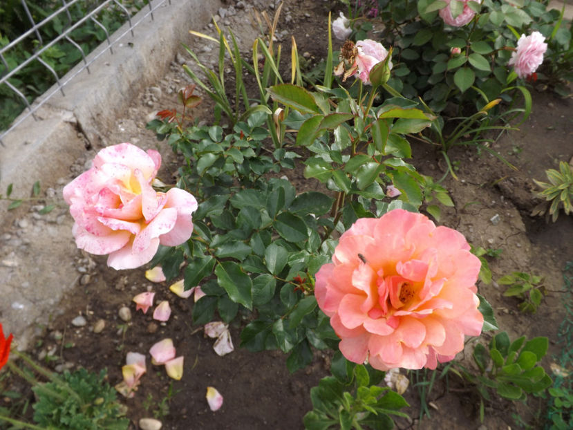  - Lambada 2018 - primul an