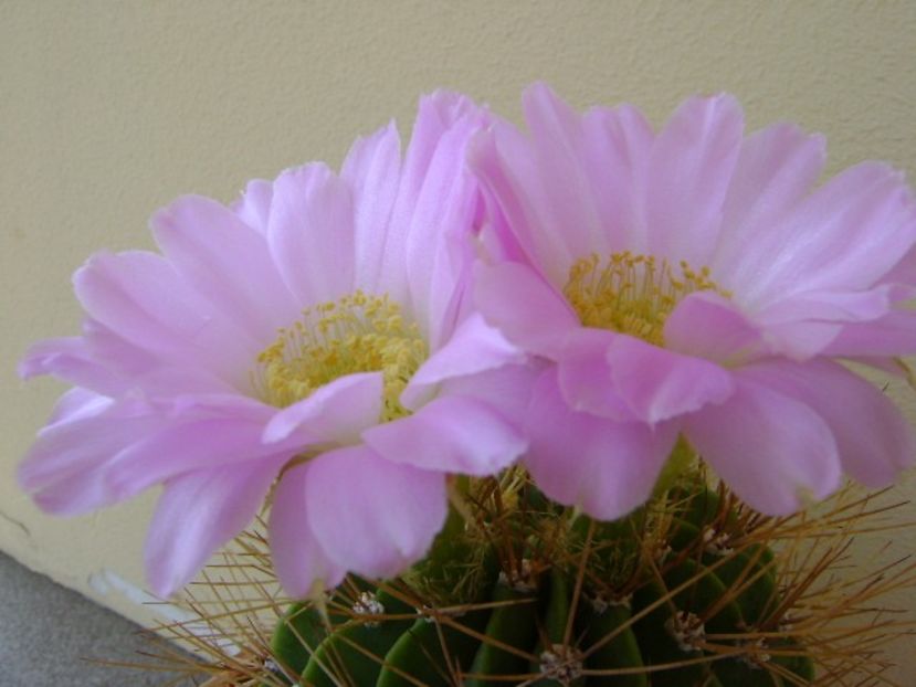Acanthocalycium spiniflorum f. violaceum - Cactusi 2018 bis bis